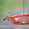 Female Ruby-throated Hummingbird