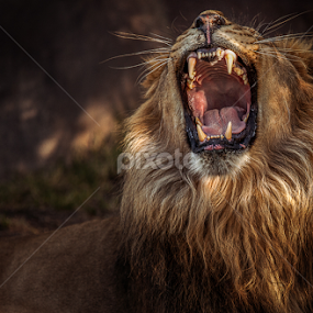 Lion by Ken Bruce - Animals Lions, Tigers & Big Cats