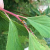 14-spotted ladybird beetle aka Lady Bug aka Lady Beetle 