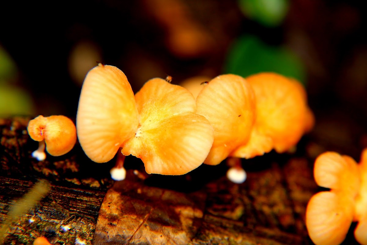 Mallorca mushroom