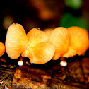 Mallorca mushroom