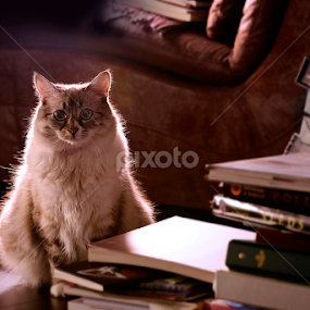 Librarian by Ryan Li - Animals - Cats Kittens