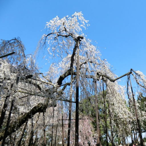 千葉県：真間山弘法寺の枝垂桜(JP032) 旅遊 App LOGO-APP開箱王