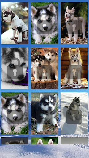 Siberian Husky Puzzle Game