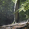 European Beech woods