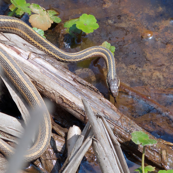 Common Ribbonsnake | Project Noah