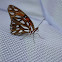 Gulf Fritillary