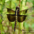 Widow Skimmer, immature male