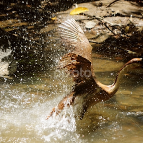 Beat the Heat this Summer by Jhun Melchor - Animals Birds