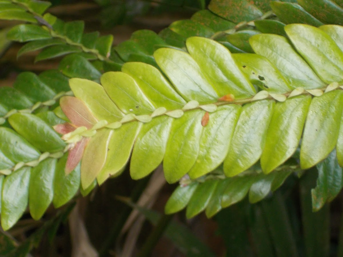 Mousedeer Plant , Leechwood , Kayu Ribu-ribu