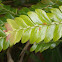 Mousedeer Plant , Leechwood , Kayu Ribu-ribu