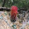 Arizona Thistle