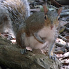 Eastern gray Squirrel