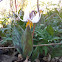 White trout lilly