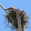 Ospreys nesting