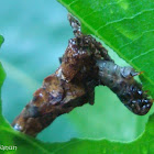 Bush Bagworm