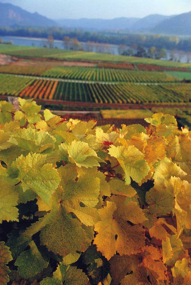 Vineyards near Duernstein, Austria. 