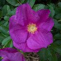 Rugosa rose