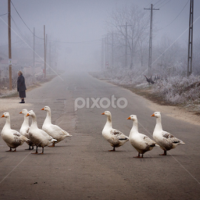 The geese road by Cristina Garganciuc - Animals Birds