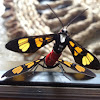 Painted handmaiden moth