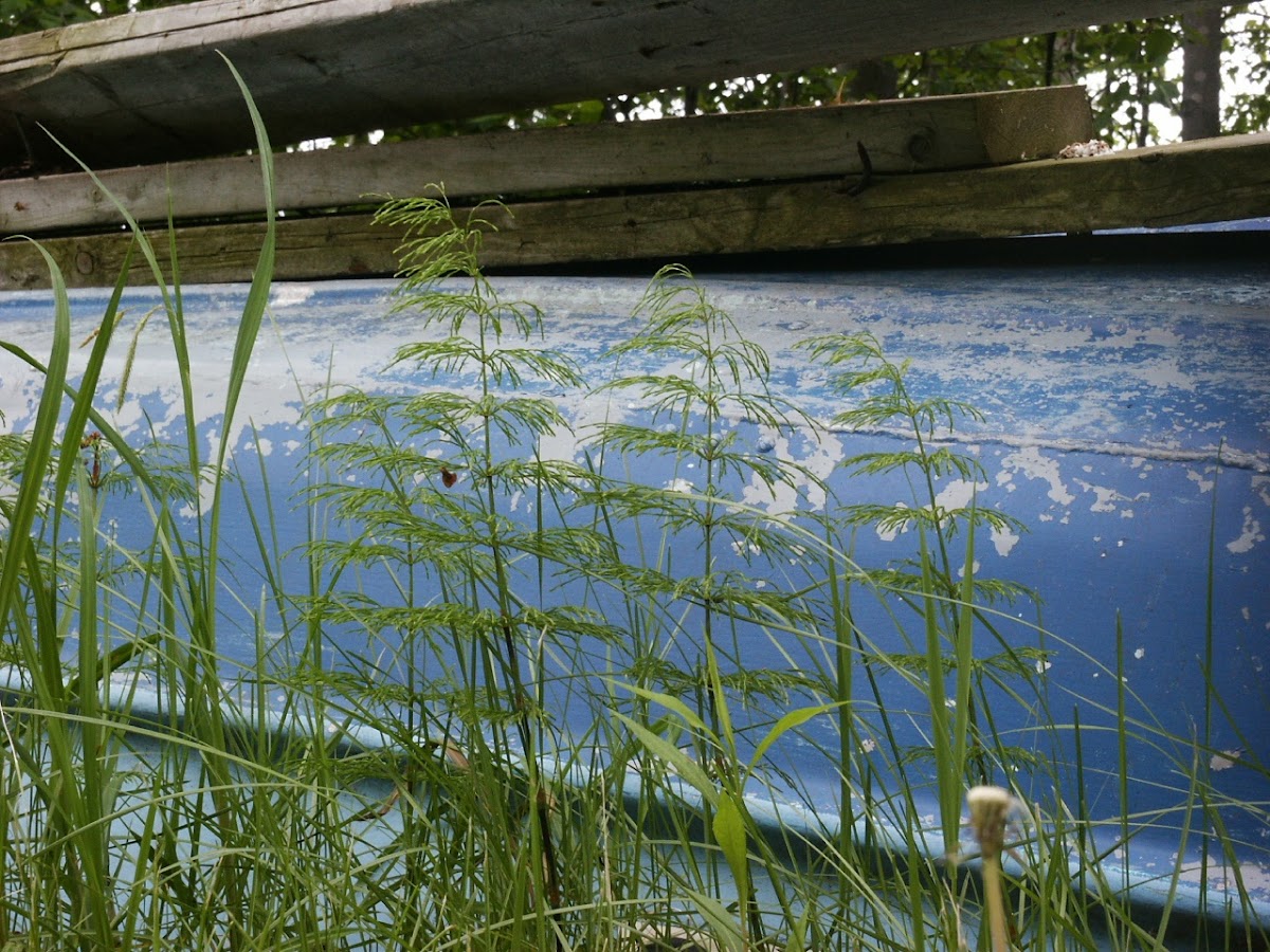 Wood Horsetail