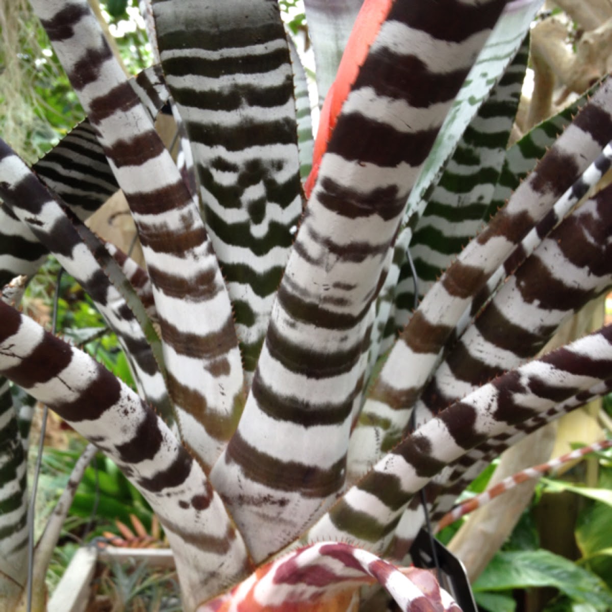 Amazonian Zebra Plant