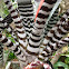 Amazonian Zebra Plant