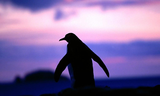 Penguin Wallpapers Screenshots 0