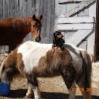 Anglo Arab,Shetland Pony and Domestic Dog