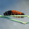 Banded Woollybear Caterpillar