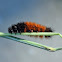 Banded Woollybear Caterpillar