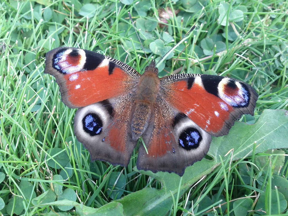 Peacock Butterfly (European)