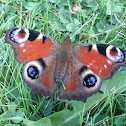 Peacock Butterfly (European)
