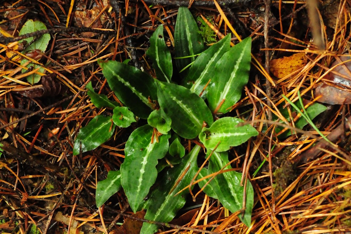 Western rattlesnake plantain | Project Noah