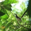 Yellow Vented Bulbul