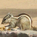 Indian palm squirrel