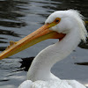 South American White Pelican