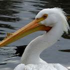 South American White Pelican