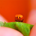 pupal state of the lady bug