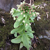 Butterbur