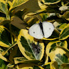 Small White (Male)