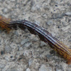 短尾尺蛾虫, Geometridae Catepillar