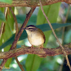 Pula-pula-ribeirinho (Neotropical River Warbler)