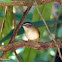 Pula-pula-ribeirinho (Neotropical River Warbler)