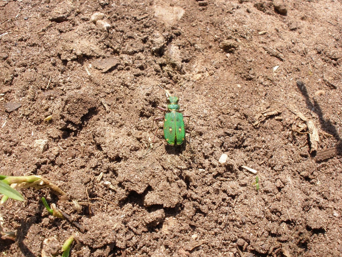 Escarabajo verde