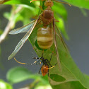 Green Ant Queen with Wings