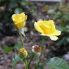 Floribunda Rose 'Sunsprite'