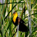 Yellow Headed Blackbird