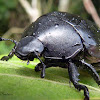Escaravelho negro (Black scarab beetle)