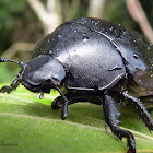 Escaravelho negro (Black scarab beetle)